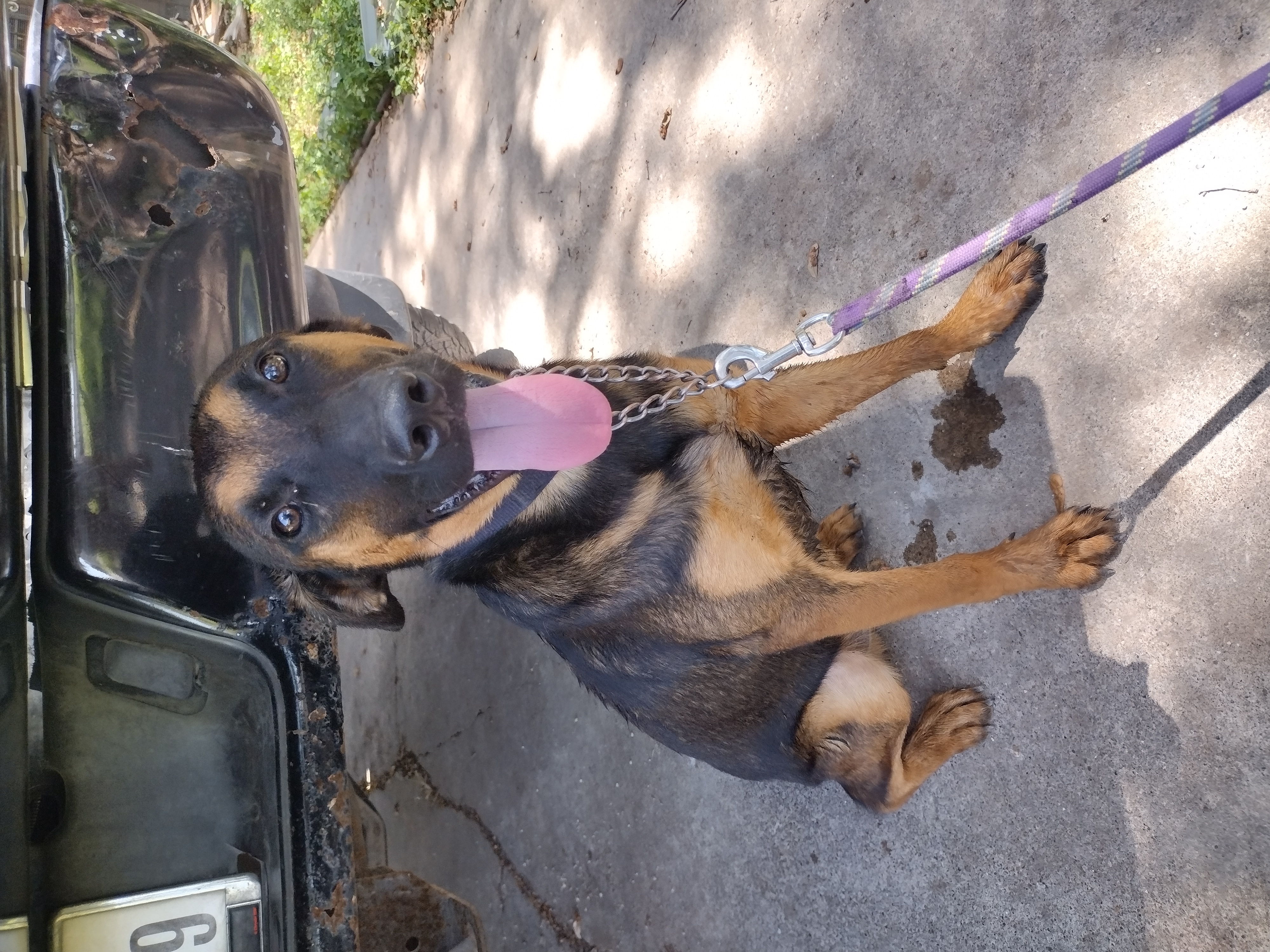 Enlarge Rascal, a Adoptable mixed breed in Donna, TX image 5/5