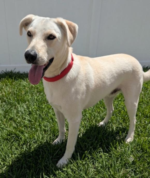 Dwhite, Adoptable, Adult Male Australian Shepherd & Labrador Retriever.
