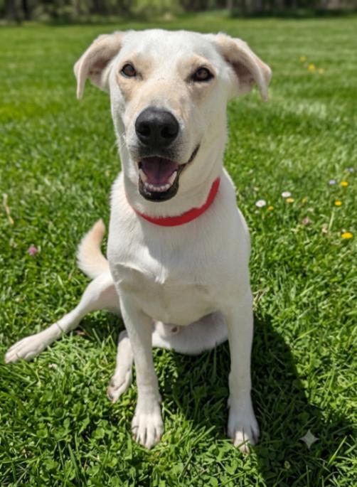 Dwhite, a Adoptable mixed breed in Yankton, SD image 2/6