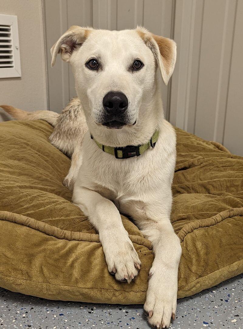 Dwight, a Adoptable mixed breed in Yankton, SD image 3/6