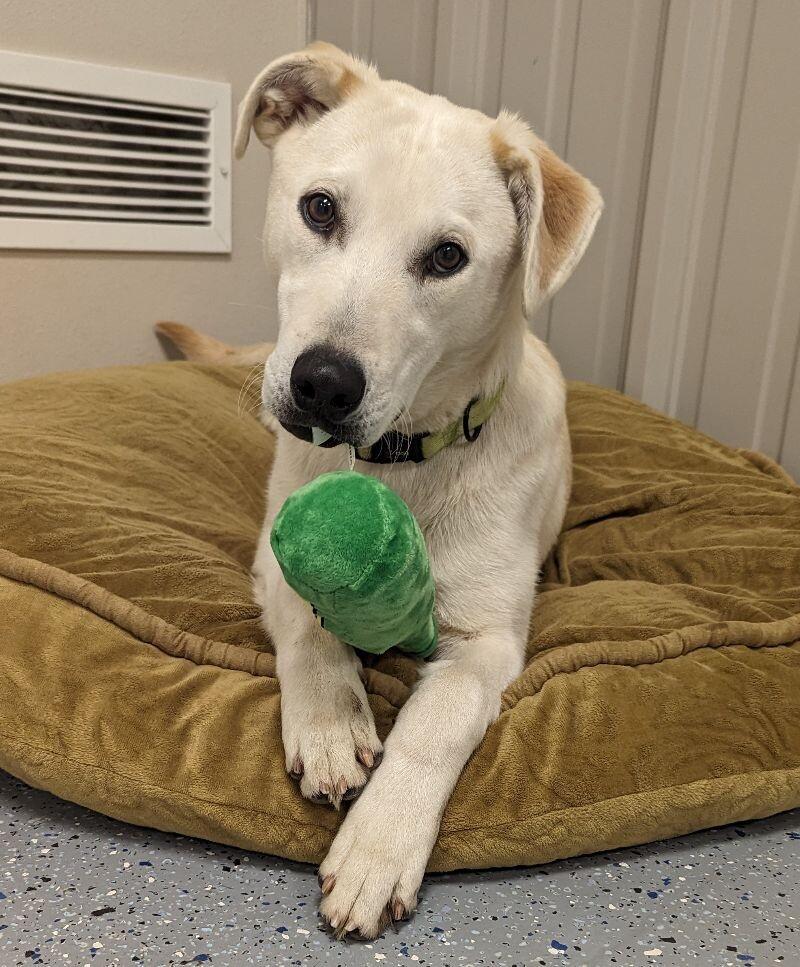 Dwhite, a Adoptable mixed breed in Yankton, SD image 3/6