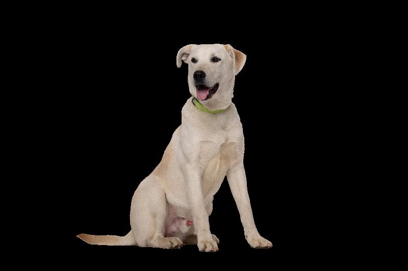 Dwhite, a Adoptable mixed breed in Yankton, SD image 4/6