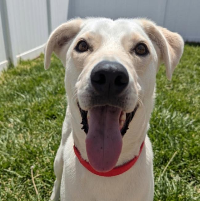 Dwhite, a Adoptable mixed breed in Yankton, SD image 6/6