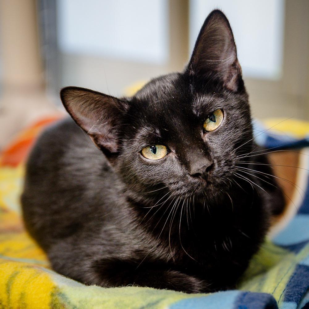 Enlarge S'More, a Adoptable mixed breed in Saint Petersburg, FL image 1/1