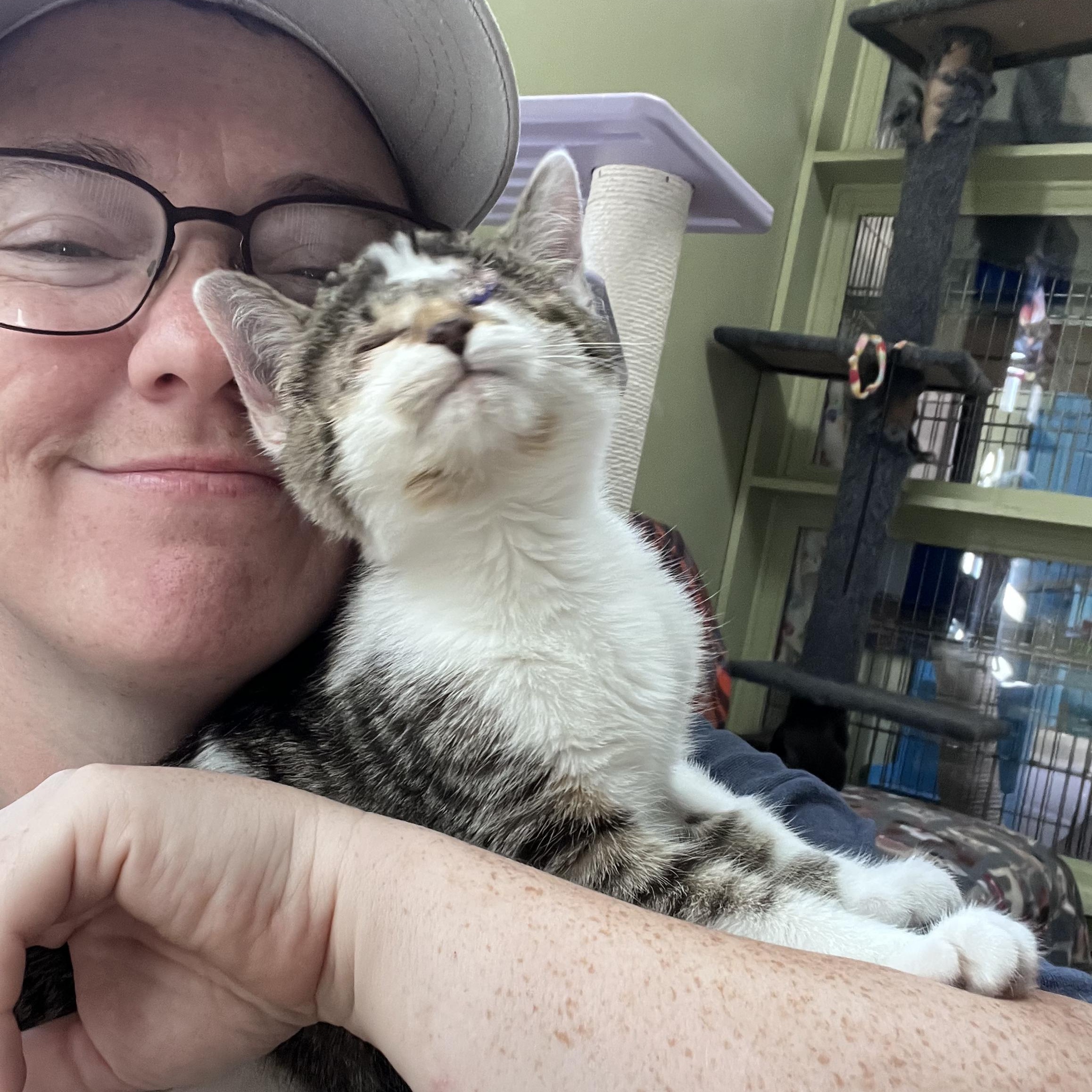 Enlarge Callie- Bonded with CiCi, a Adoptable Domestic Short Hair in West Jefferson, OH image 2/6