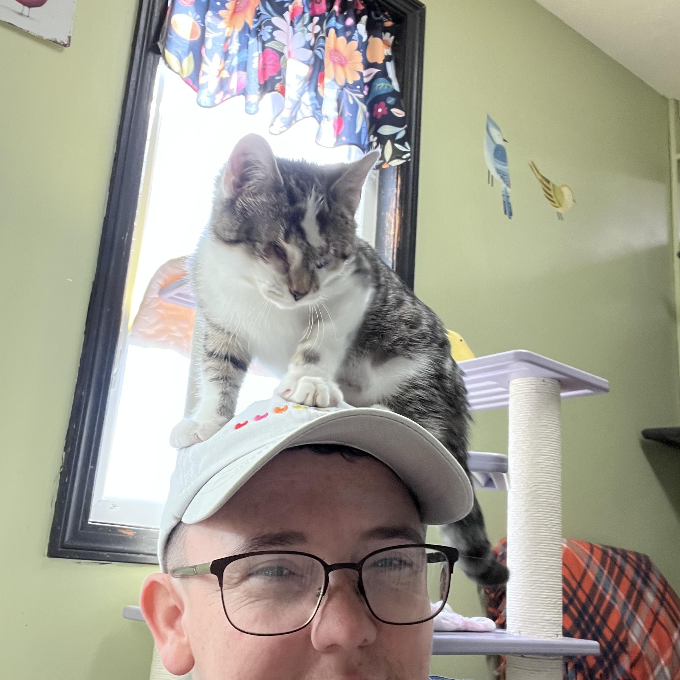 Callie- Bonded with CiCi, Adoptable, Kitten Female Domestic Short Hair.