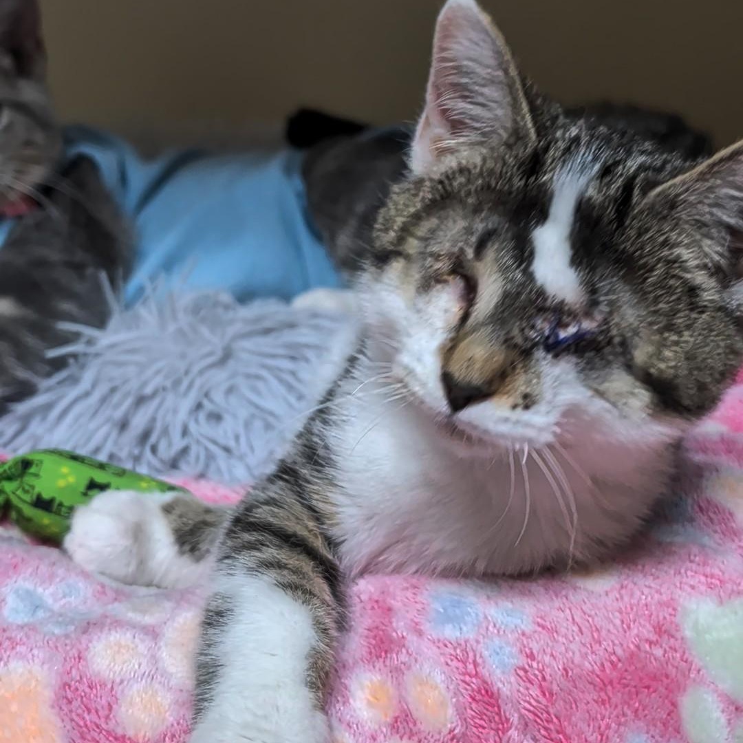 Enlarge Callie- Bonded with CiCi, a Adoptable Domestic Short Hair in West Jefferson, OH image 4/6