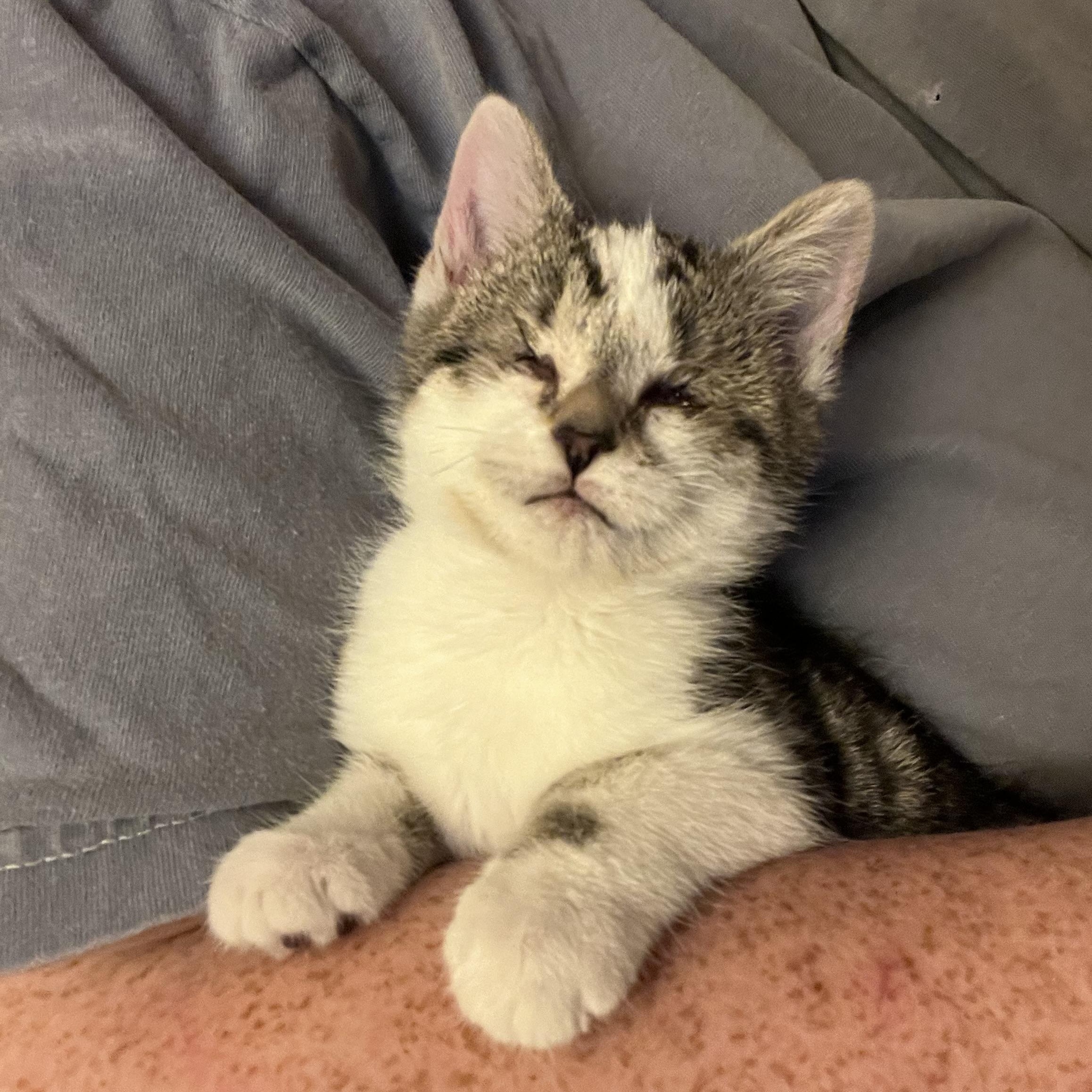 Enlarge Callie- Bonded with CiCi, a Adoptable Domestic Short Hair in West Jefferson, OH image 5/6