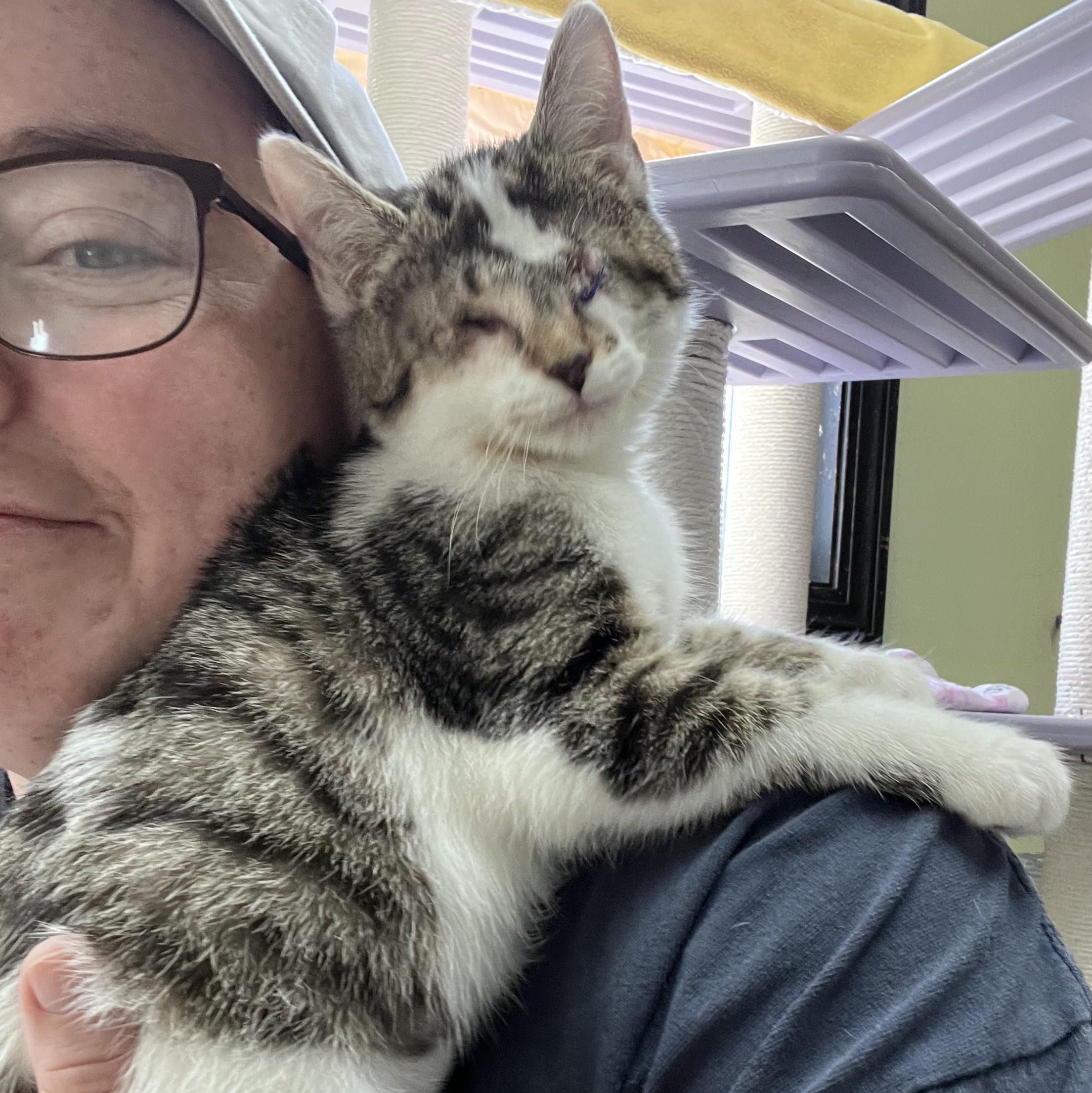 Enlarge Callie- Bonded with CiCi, a Adoptable Domestic Short Hair in West Jefferson, OH image 6/6
