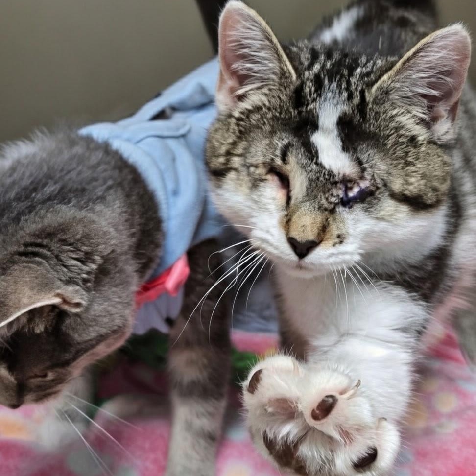 Enlarge Callie- Bonded with CiCi, a Adoptable Domestic Short Hair in West Jefferson, OH image 3/6