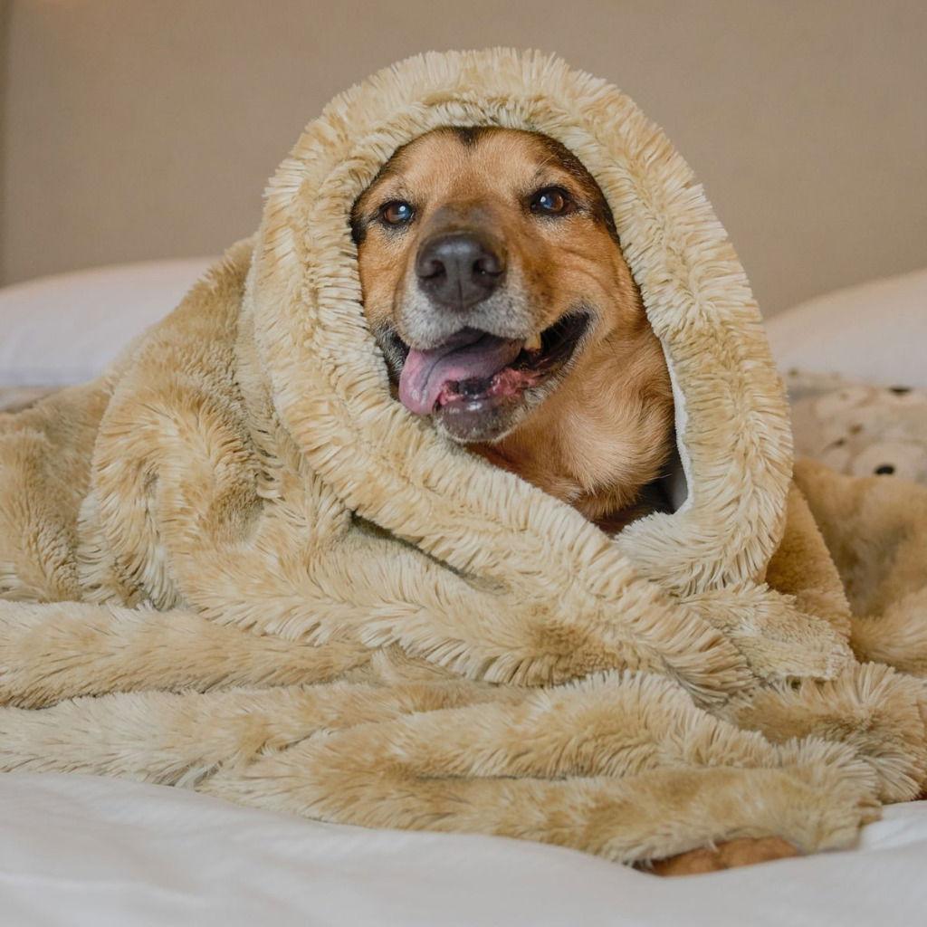 Enlarge Novak, a Adoptable mixed breed in Bloomfield, CT image 2/3