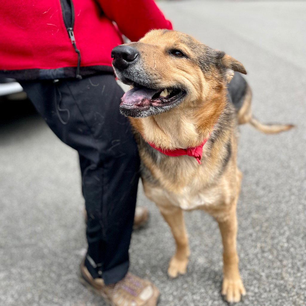 Enlarge Novak, a Adoptable mixed breed in Bloomfield, CT image 1/3