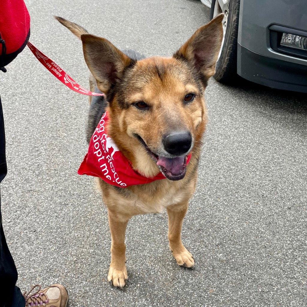 Enlarge Novak, a Adoptable mixed breed in Bloomfield, CT image 2/3