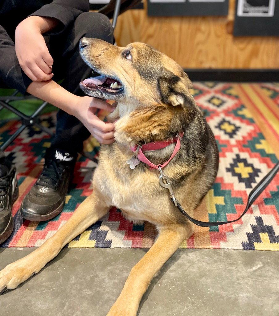 Novak, Adoptable, Senior Male German Shepherd Dog & Terrier.