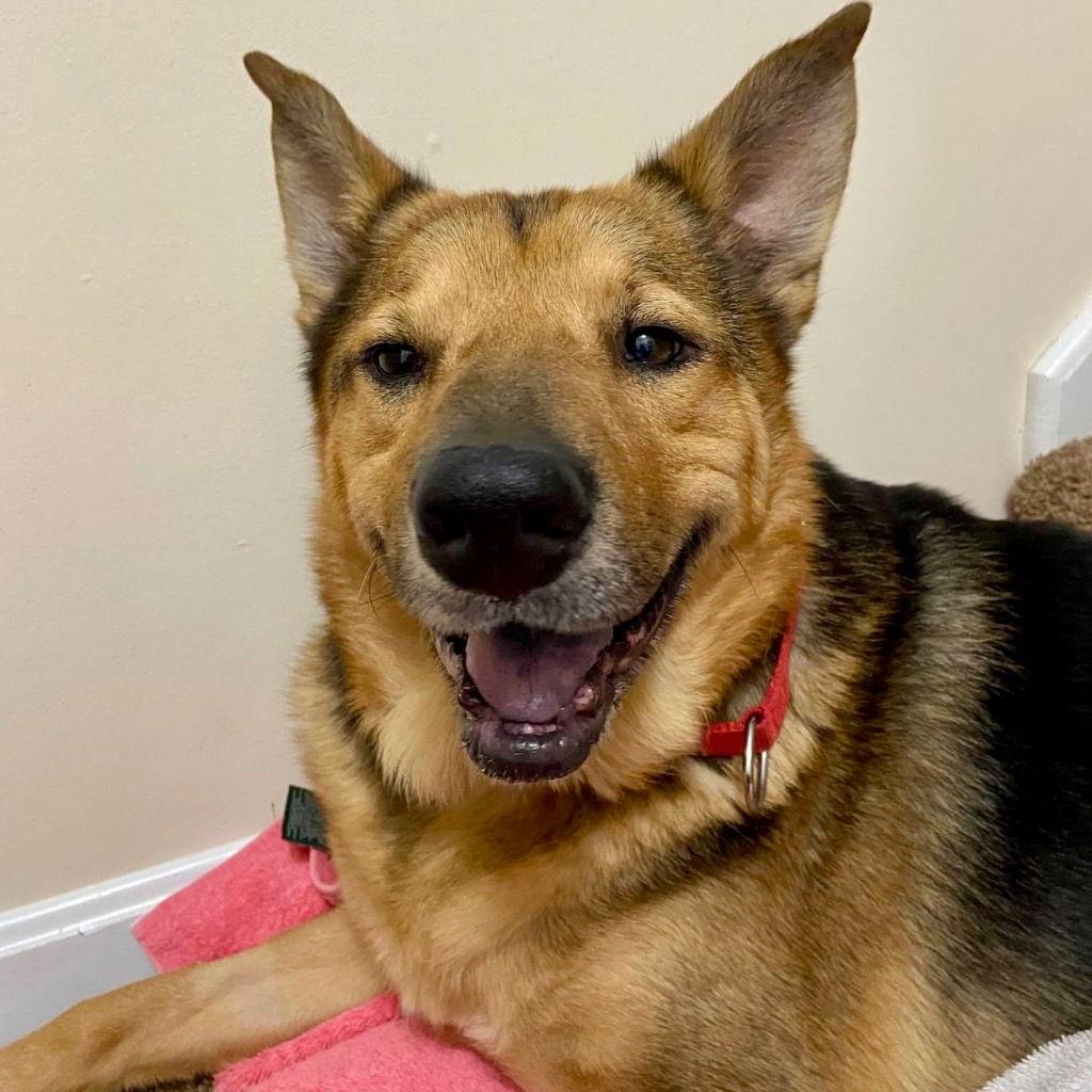 Novak, Adoptable, Adult Male German Shepherd Dog & Terrier.