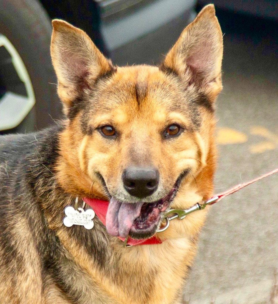 Enlarge Novak, a Adoptable mixed breed in Bloomfield, CT image 3/3