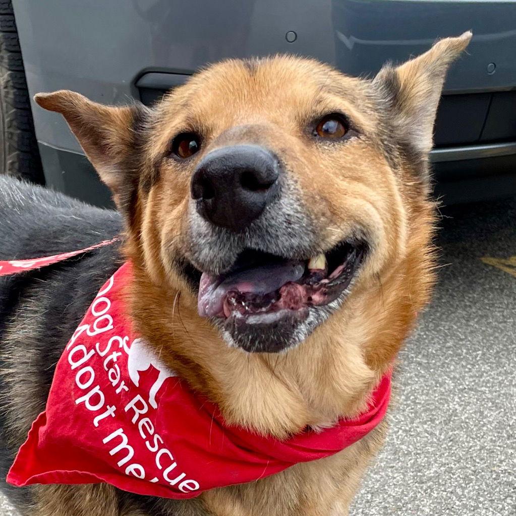 Enlarge Novak, a Adoptable mixed breed in Bloomfield, CT image 2/3