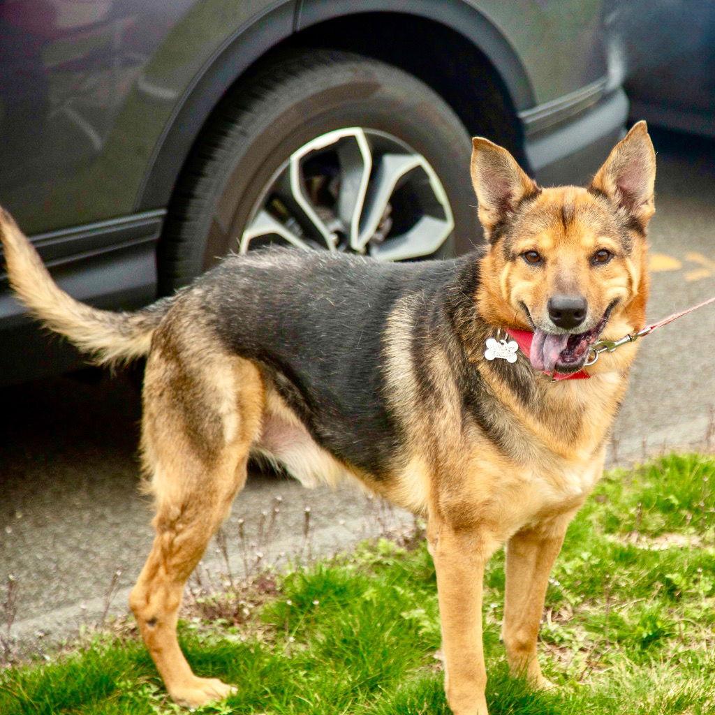 Enlarge Novak, a Adoptable mixed breed in Bloomfield, CT image 3/3