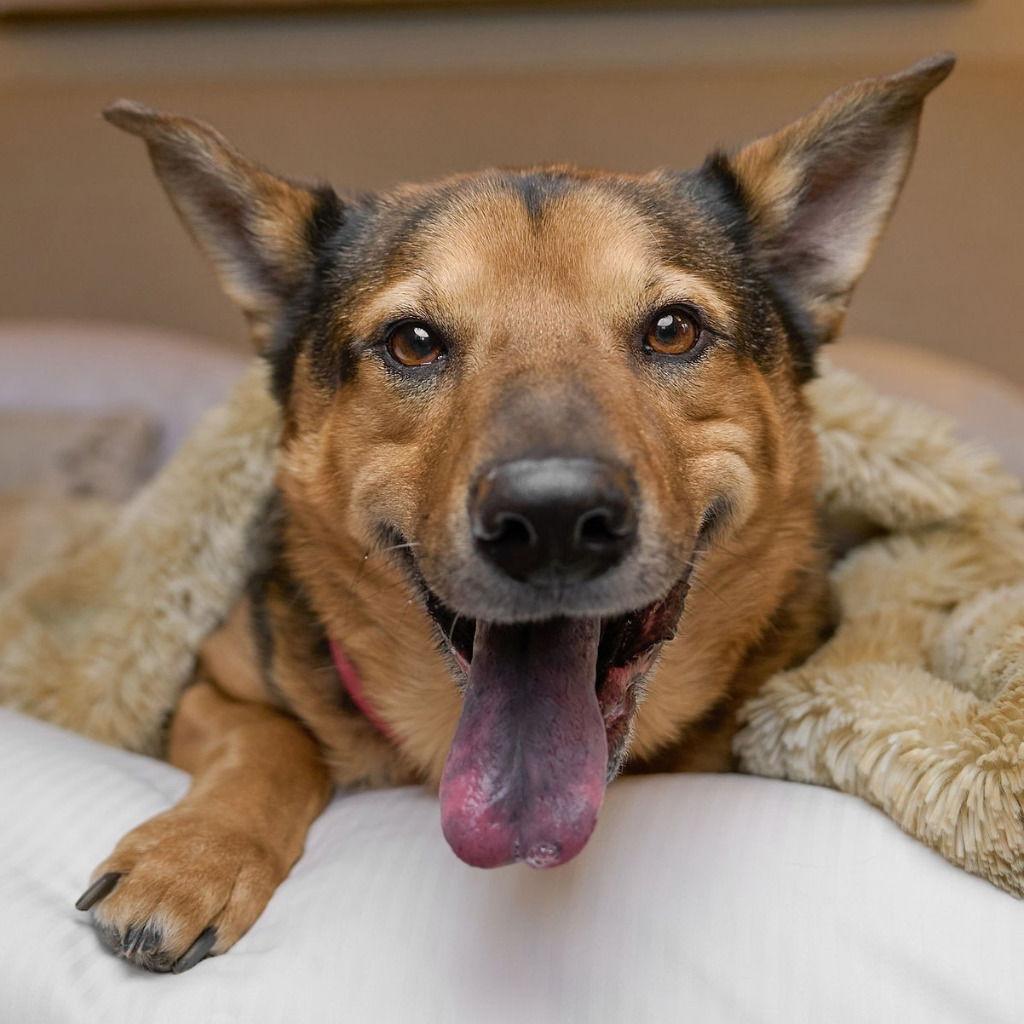 Enlarge Novak, a Adoptable mixed breed in Bloomfield, CT image 3/3