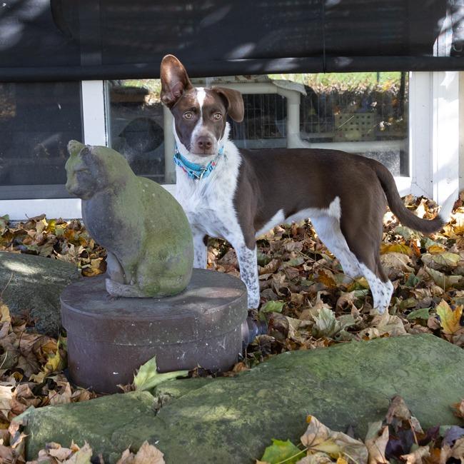 Enlarge Kami, a Adoptable mixed breed in McKean, PA image 1/6