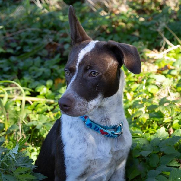 Enlarge Kami, a Adoptable mixed breed in McKean, PA image 2/6
