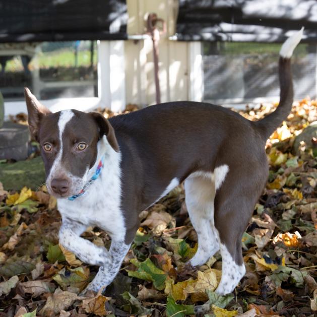 Enlarge Kami, a Adoptable mixed breed in McKean, PA image 5/6