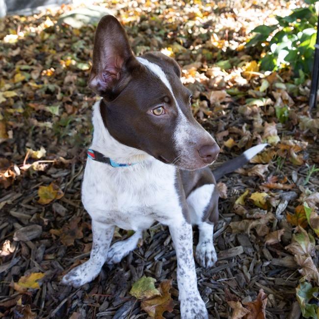 Enlarge Kami, a Adoptable mixed breed in McKean, PA image 6/6