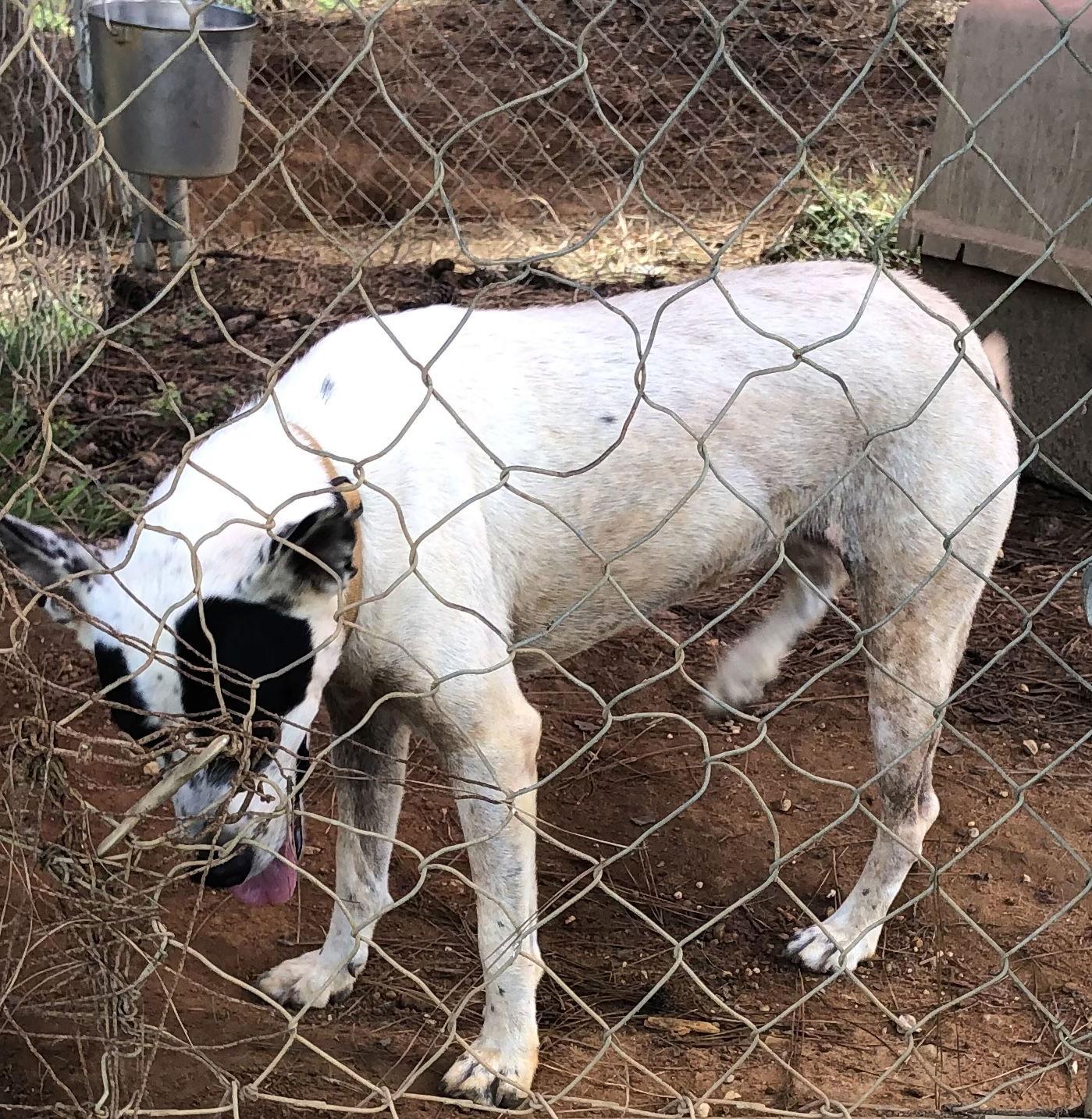 Enlarge Betty White, a Adoptable Spaniel in Slidell, LA image 2/2