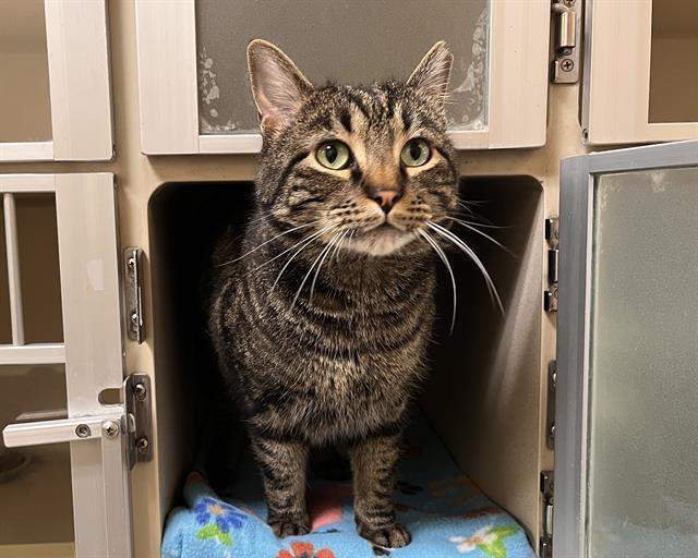 TIGER, Adoptable, Adult Male Domestic Short Hair.