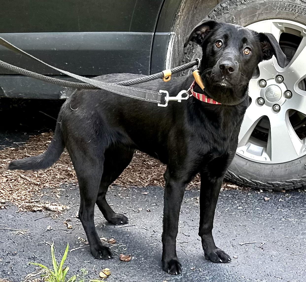 Miley - Great with kids, dogs and cats, a Adoptable mixed breed in Woburn, MA image 3/6