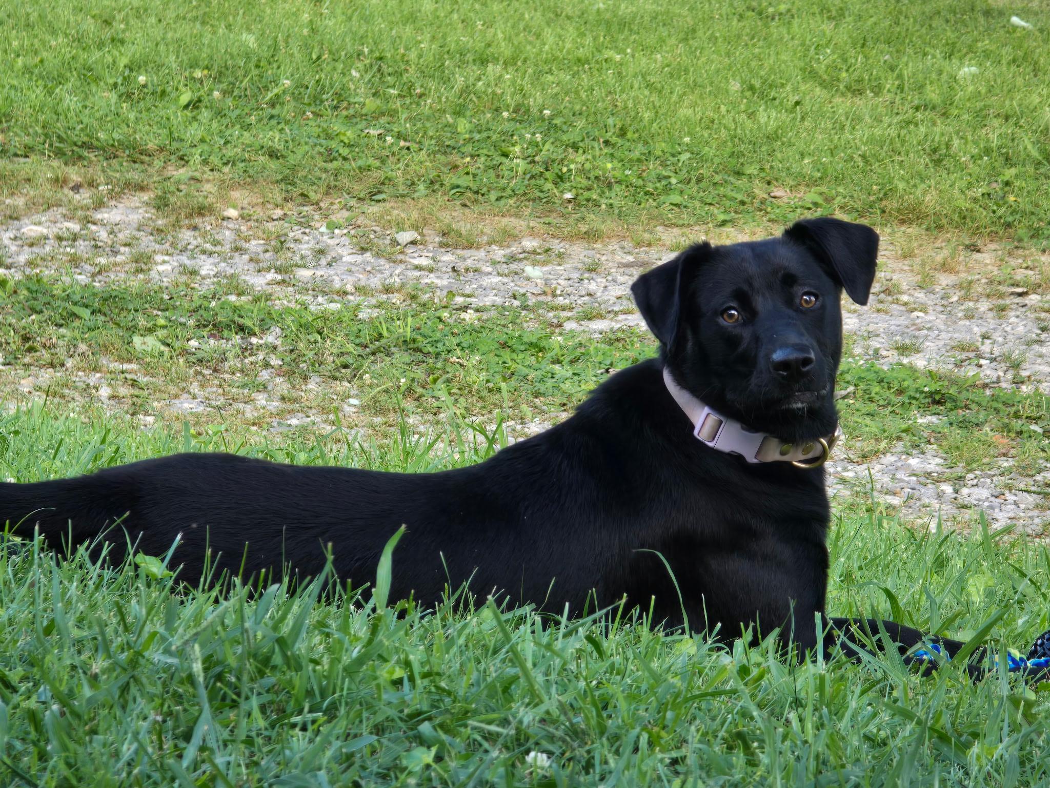 Miley - Great with kids, dogs and cats, a Adoptable mixed breed in Woburn, MA image 4/6