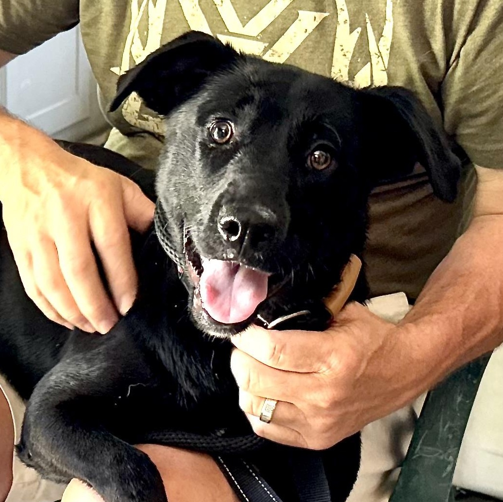 Miley - Great with kids, dogs and cats, a Adoptable mixed breed in Woburn, MA image 1/6