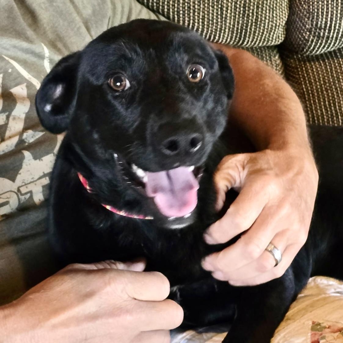 Miley - Great with kids, dogs and cats, a Adoptable mixed breed in Woburn, MA image 2/6