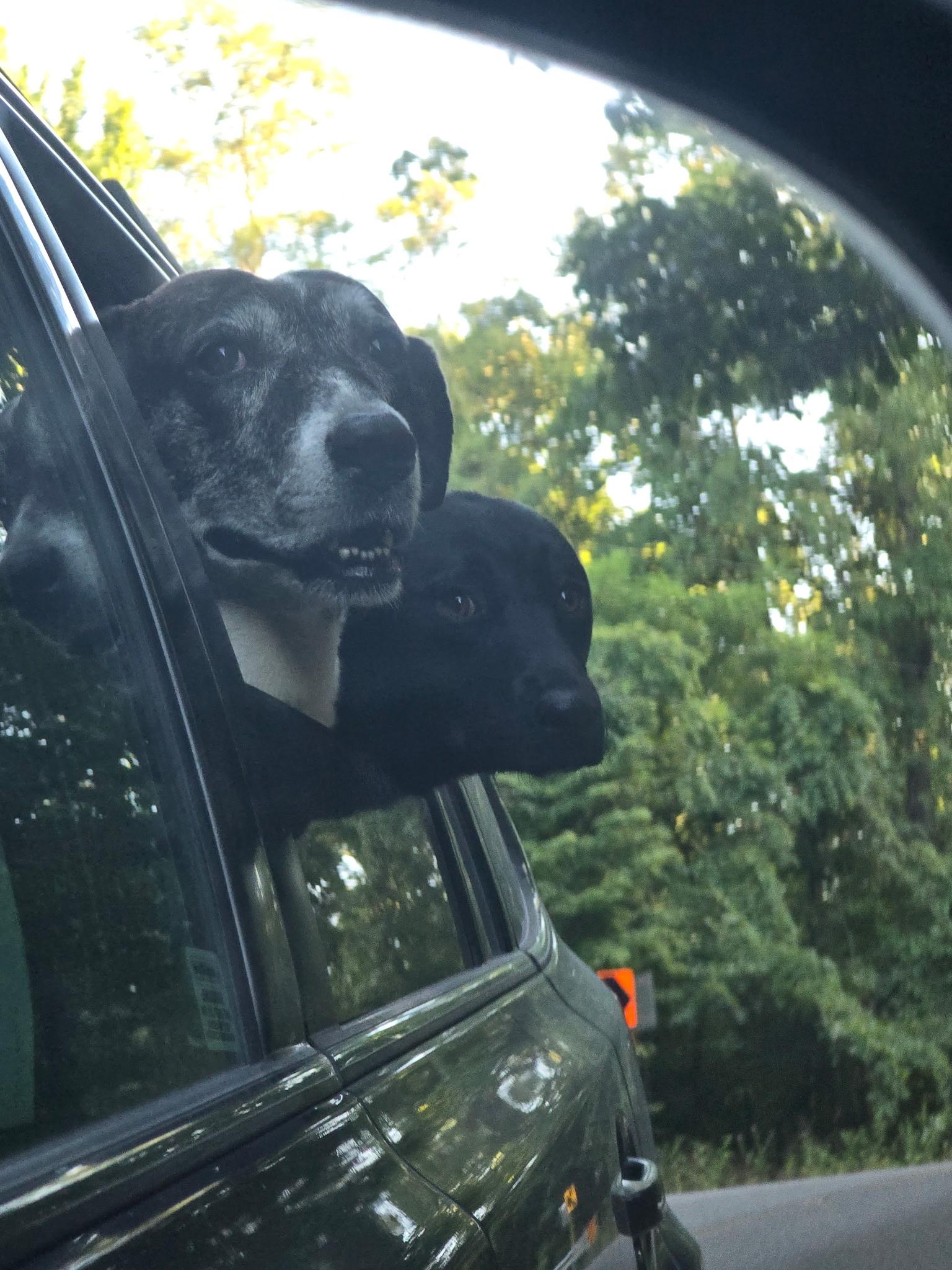 Miley - Great with kids, dogs and cats, a Adoptable mixed breed in Woburn, MA image 6/6