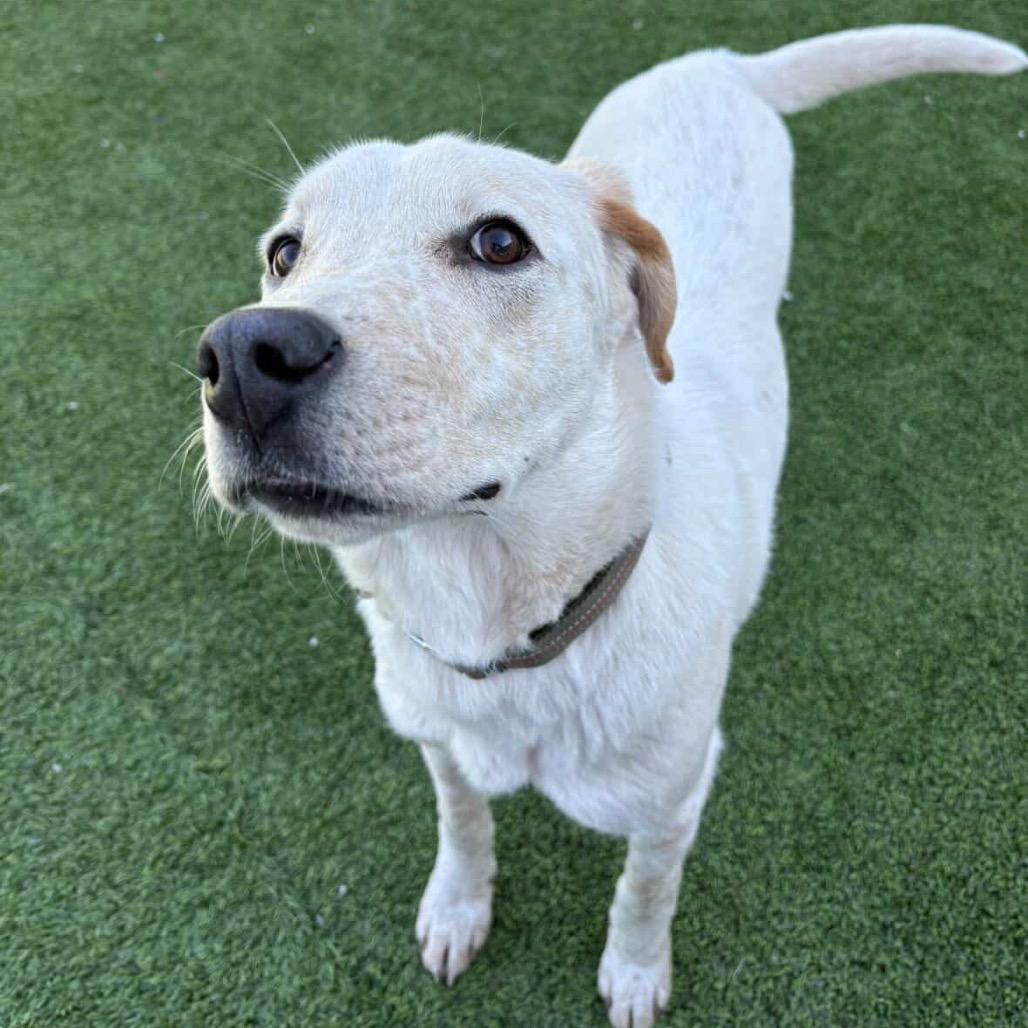 Enlarge Gibby - In Foster!, a Adoptable mixed breed in Flagstaff, AZ image 1/6