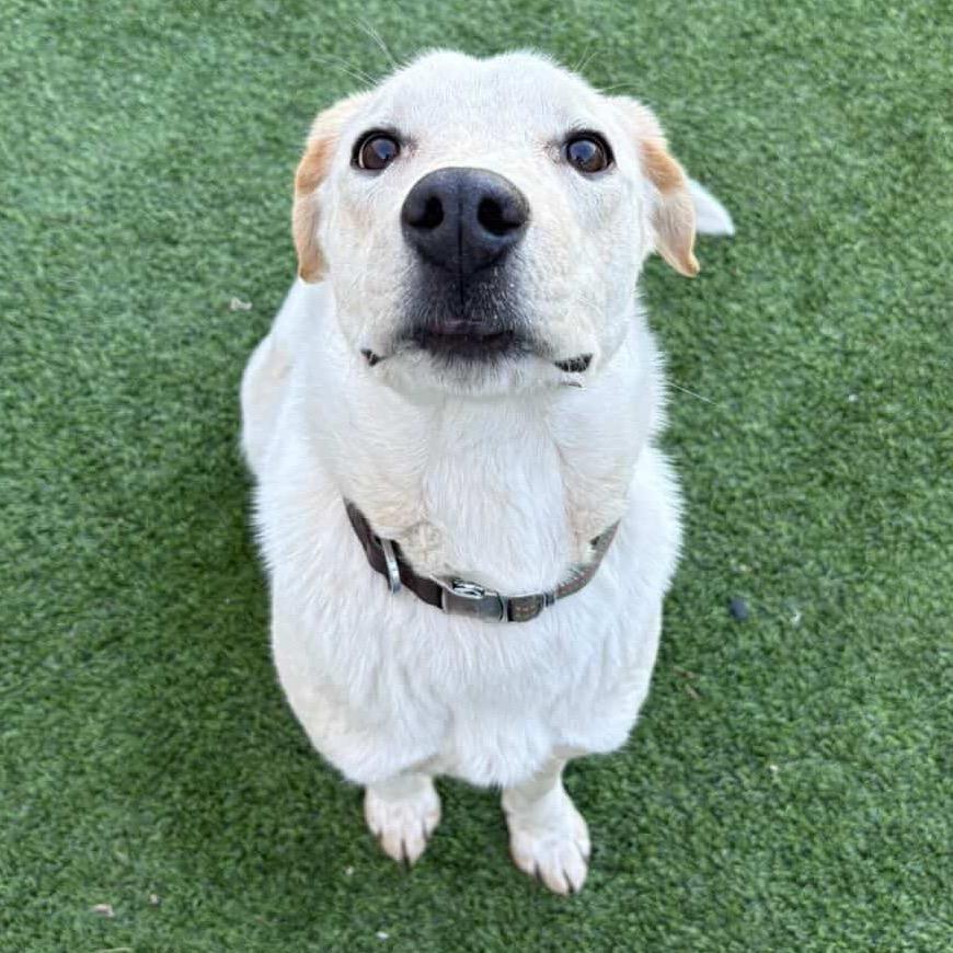 Enlarge Gibby - In Foster!, a Adoptable mixed breed in Flagstaff, AZ image 2/6