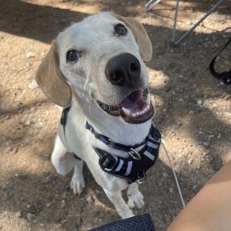 Enlarge Gibby - In Foster!, a Adoptable mixed breed in Flagstaff, AZ image 3/6