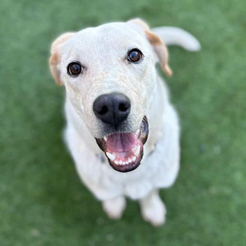 Enlarge Gibby - In Foster!, a Adoptable mixed breed in Flagstaff, AZ image 4/6