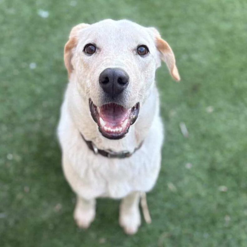 Enlarge Gibby - In Foster!, a Adoptable mixed breed in Flagstaff, AZ image 5/6