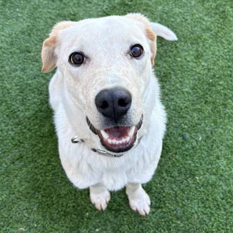Enlarge Gibby - In Foster!, a Adoptable mixed breed in Flagstaff, AZ image 6/6