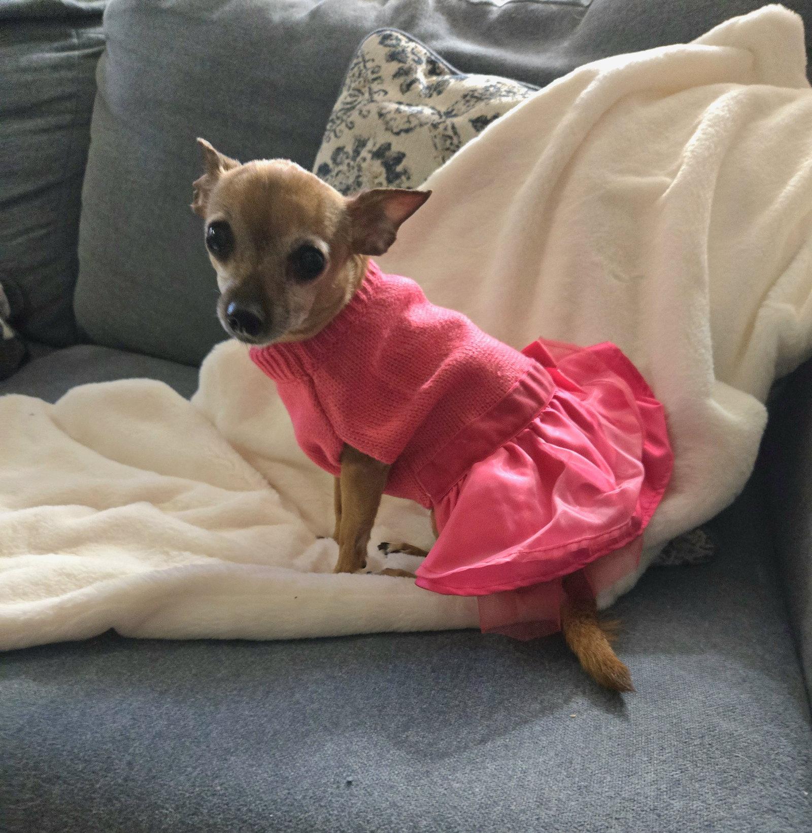 Enlarge Valerie, a Adoptable Chihuahua in Council Bluffs, IA image 2/3