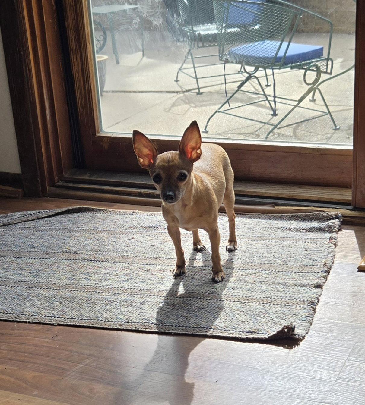 Enlarge Valerie, a Adoptable Chihuahua in Council Bluffs, IA image 3/3