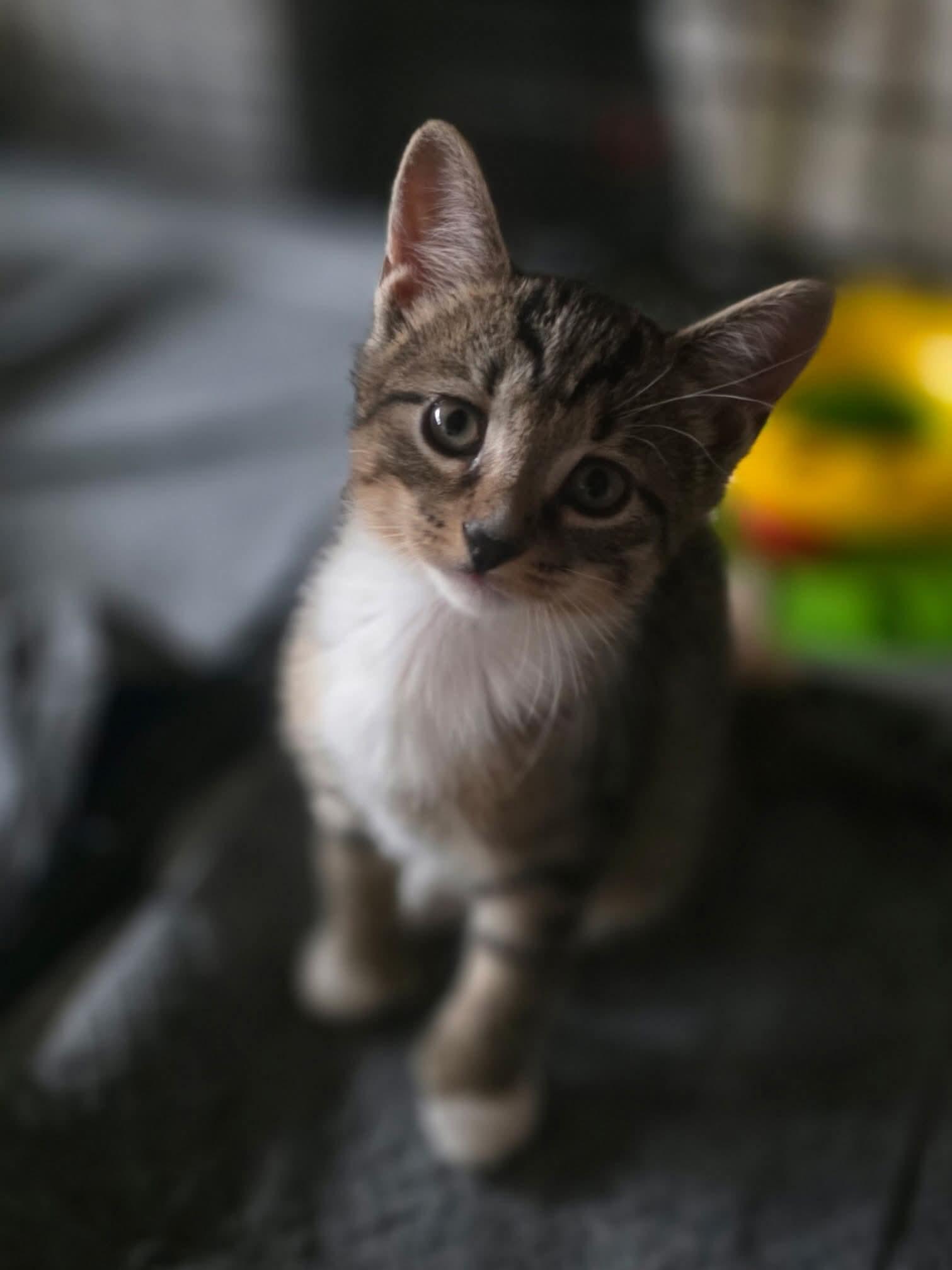 Enlarge "Cheese babies", a Adoptable Domestic Short Hair in East Rockaway, NY image 4/4