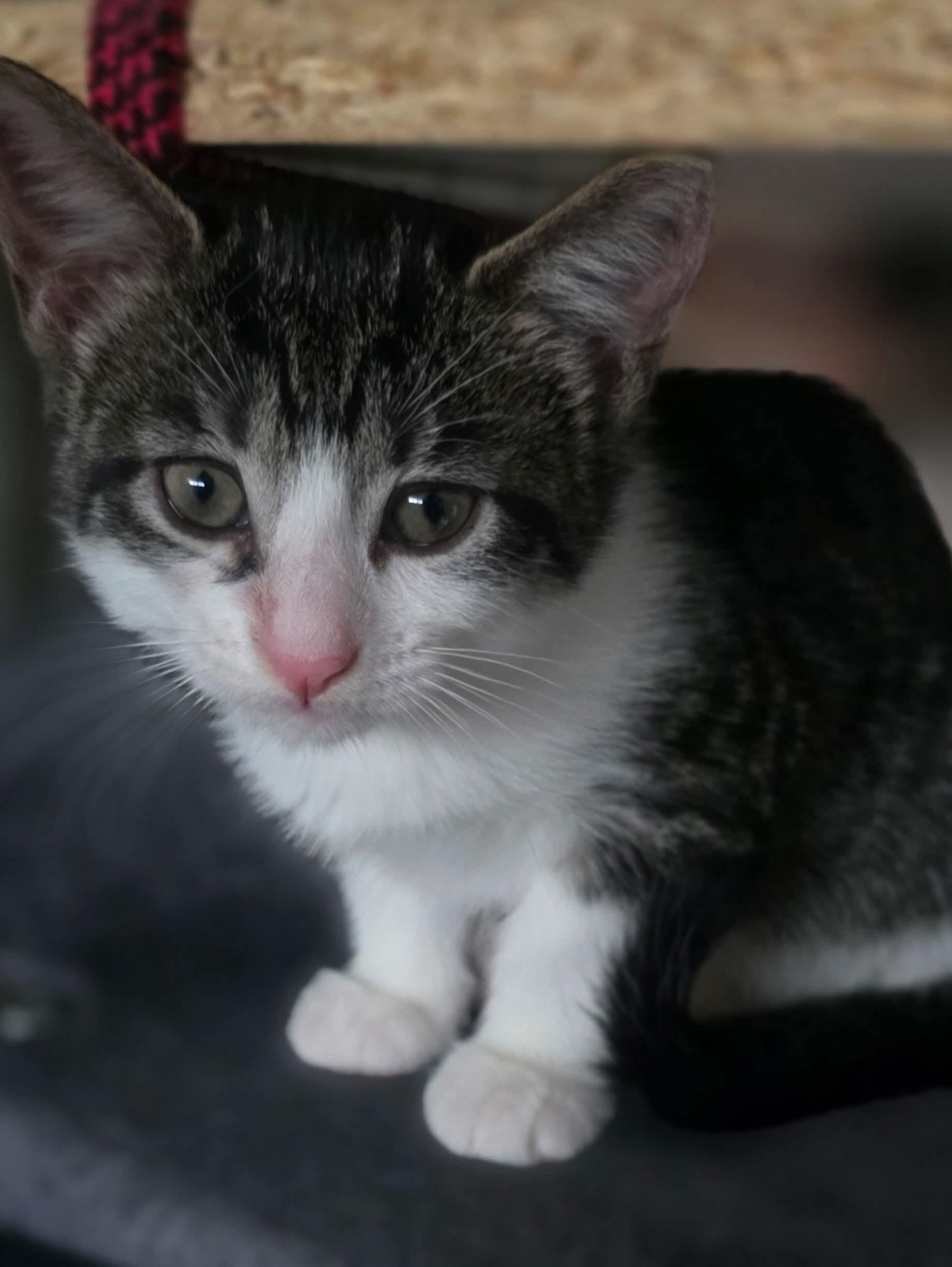 Enlarge "Cheese babies", a Adoptable Domestic Short Hair in East Rockaway, NY image 2/4