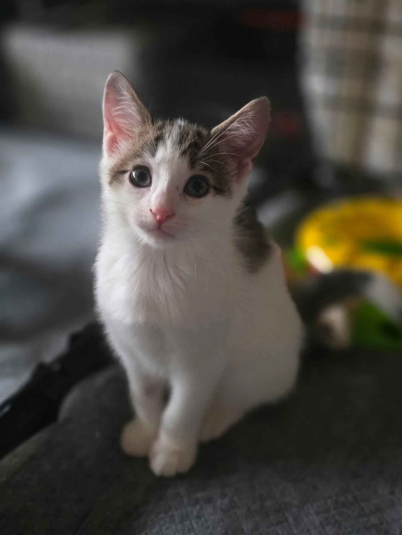 Enlarge "Cheese babies", a Adoptable Domestic Short Hair in East Rockaway, NY image 3/4