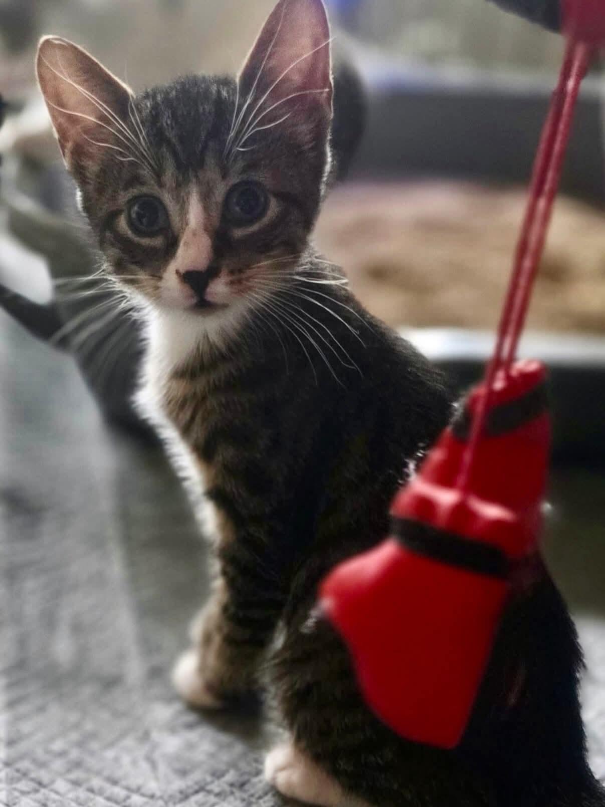 Enlarge "Cheese babies", a Adoptable Domestic Short Hair in East Rockaway, NY image 1/4