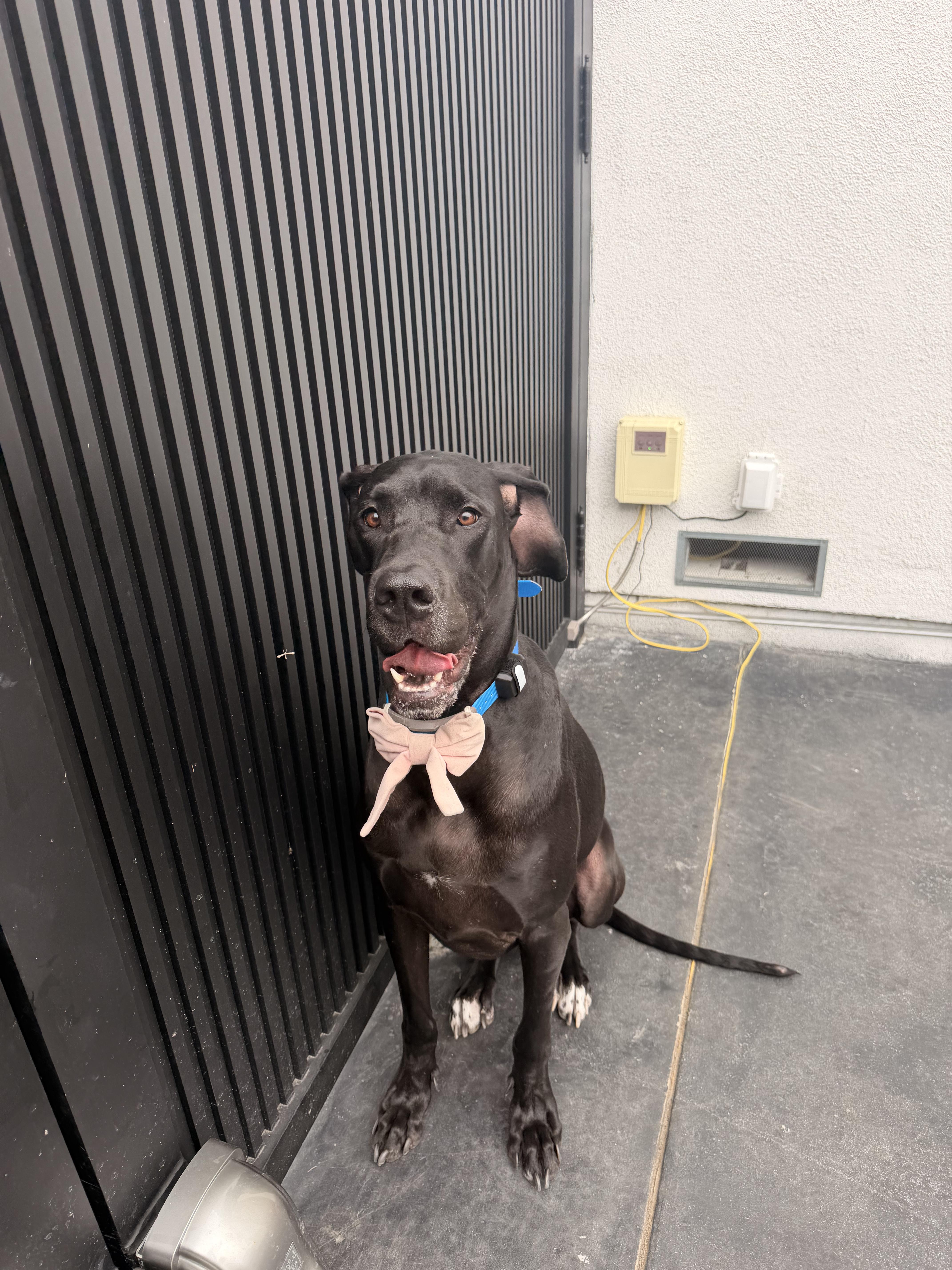 Annie, an adopted Great Dane in Long Beach, CA image 4/6