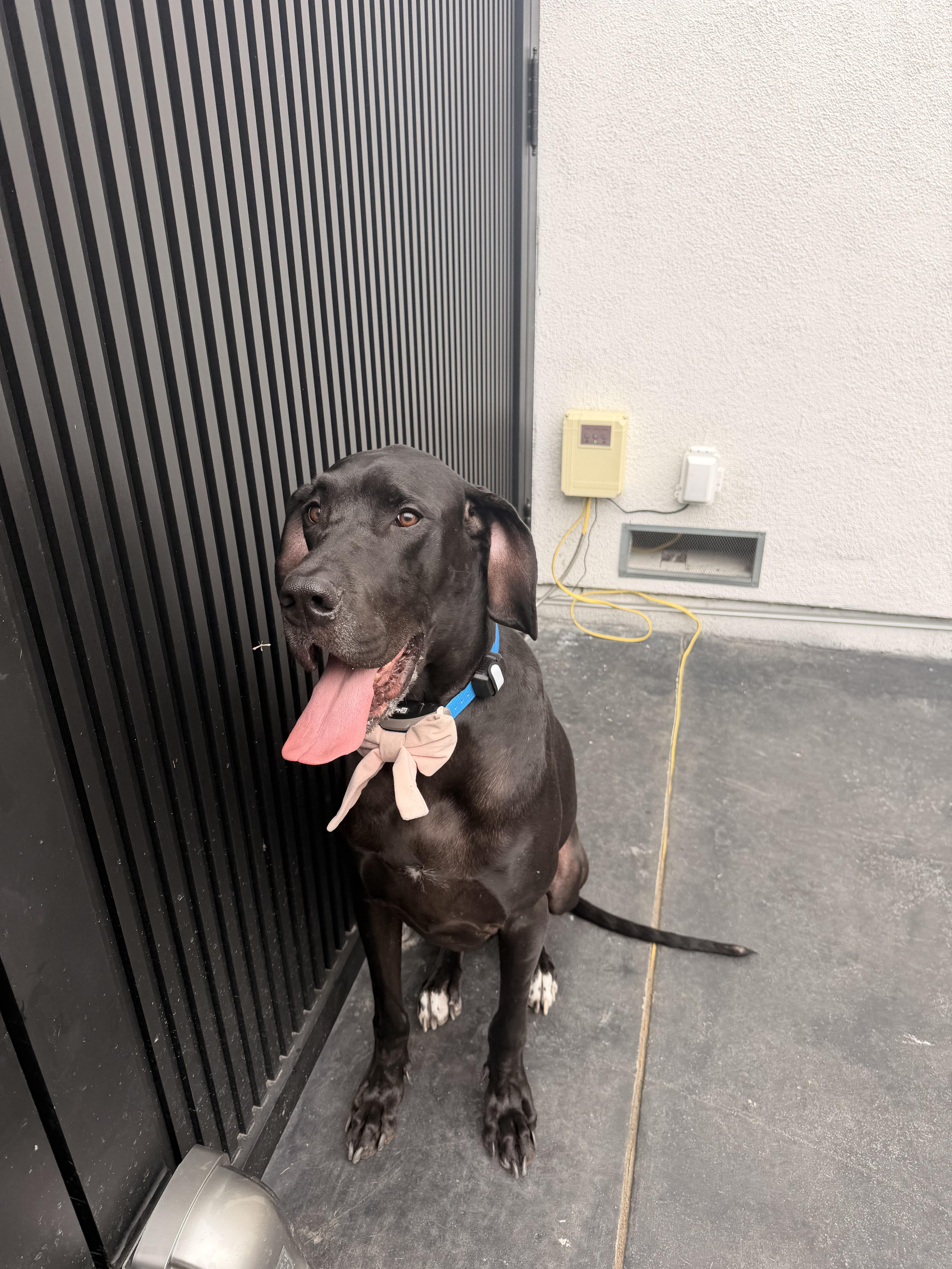 Annie, an adopted Great Dane in Long Beach, CA image 5/6