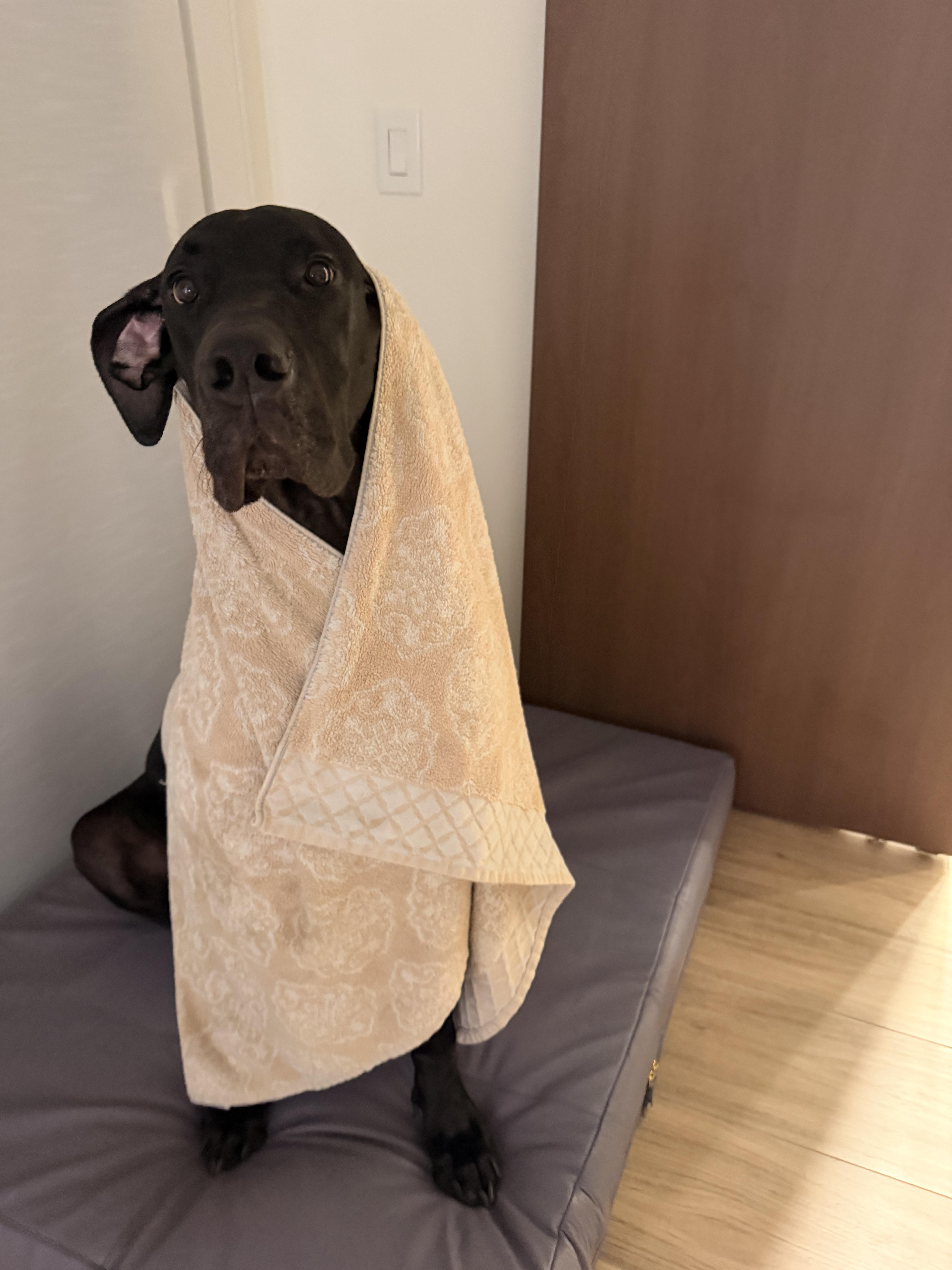 Annie, an adopted Great Dane in Long Beach, CA image 6/6