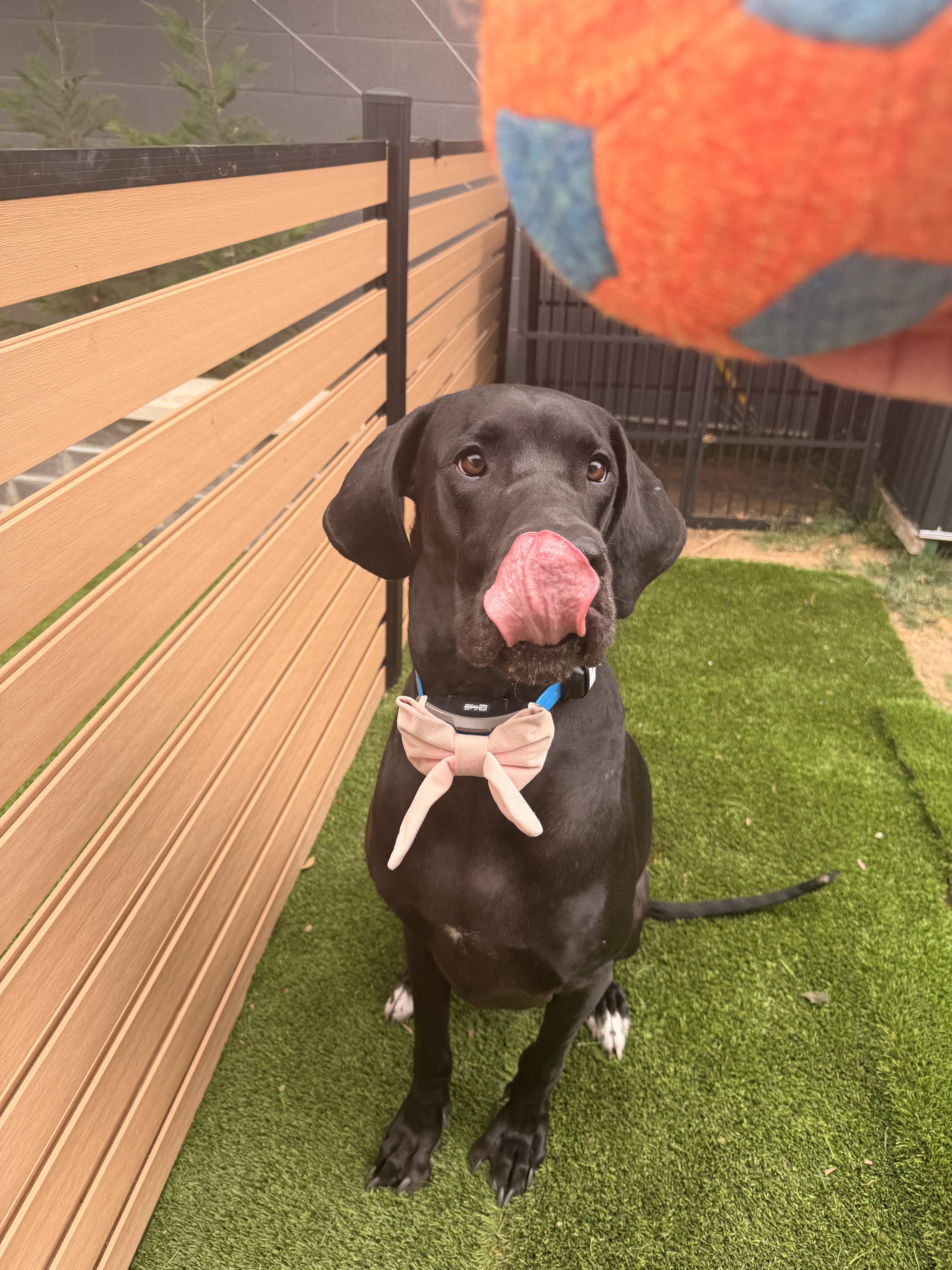Annie, adopted, Young Female Great Dane.